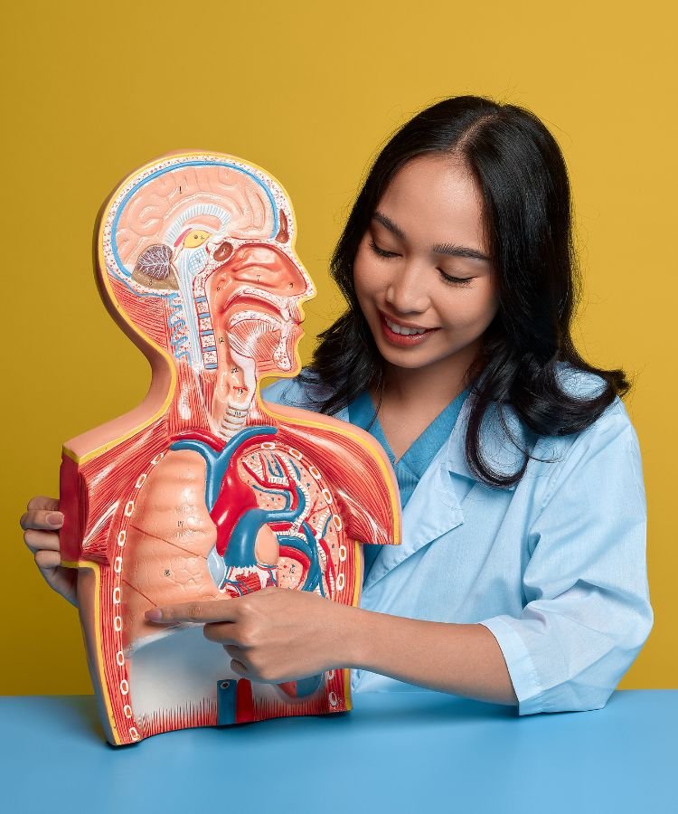 explication-coherence-cardiaque coeur et respiration